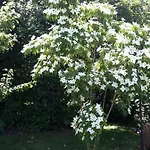 Jasmin