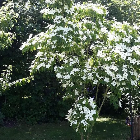 Jasmin