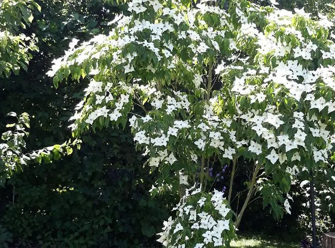 哈默尔恩茉莉公寓